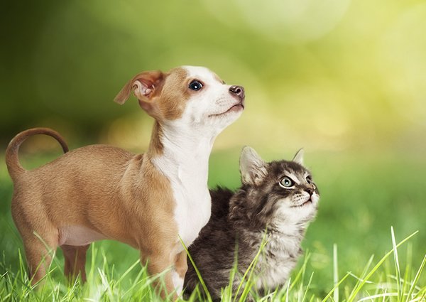 ペットリフォームのポイント_写真1